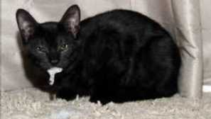 Proč pero ústa z kočky: co dělat, důvody